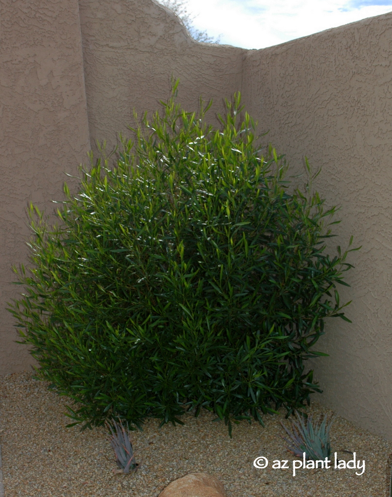 Hop bush , evergreen shrub