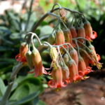 Elk_Horn_Cotyledon_orbiculata