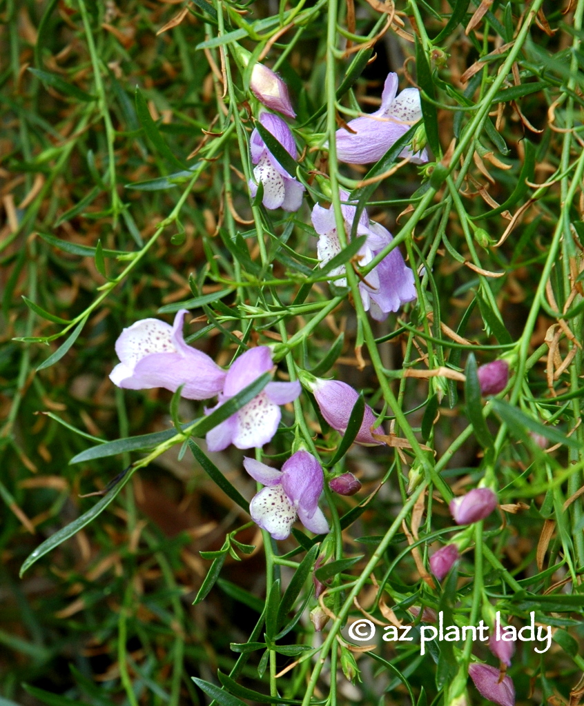 Fuss Free Plants