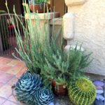 artichoke_agave_ladys_slipper_golden_barrel_succulents