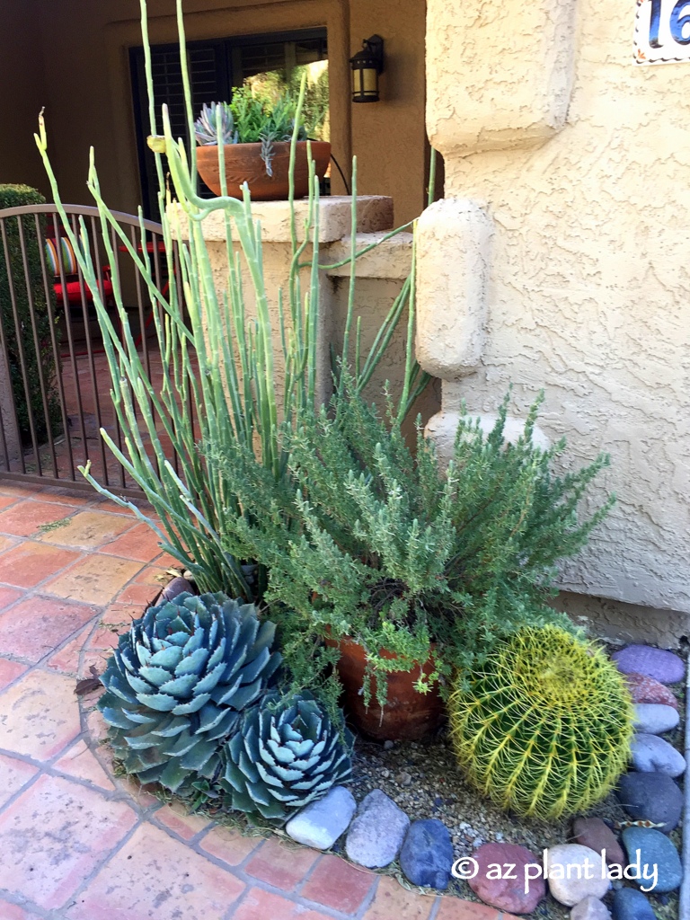 artichoke_agave_ladys_slipper_golden_barrel_succulents