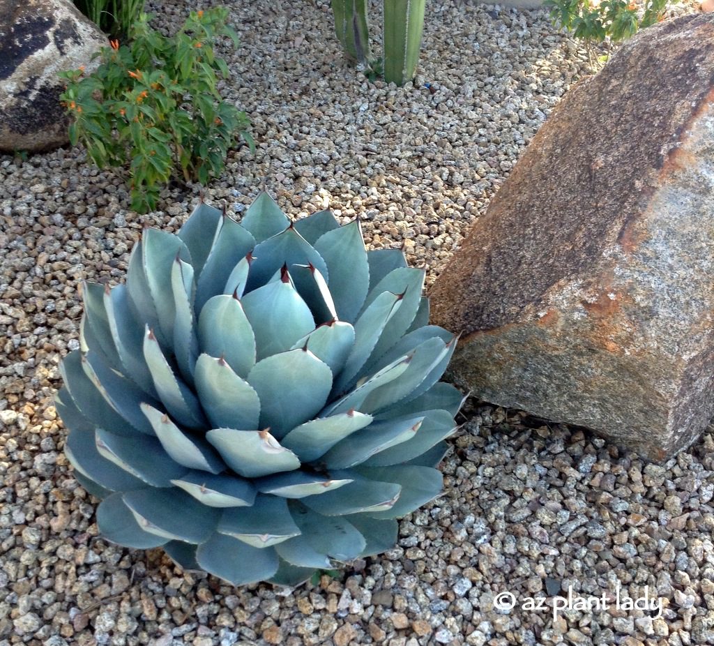 Parry's agave 'truncata'