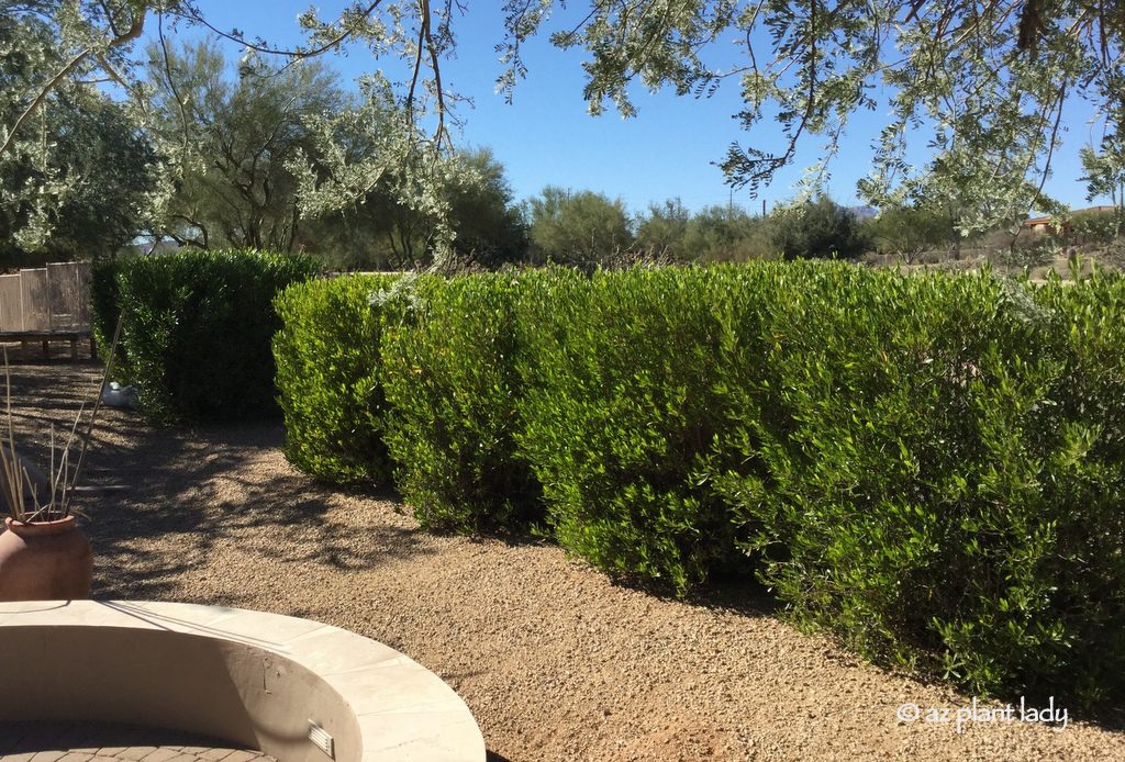 evergreen shrub , Hop Bush (Dodonaea viscosa)