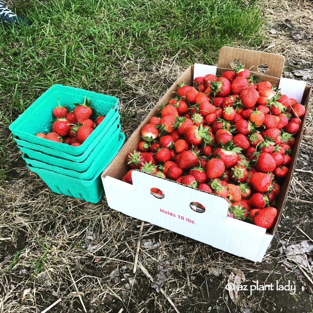 strawberries and cherries.