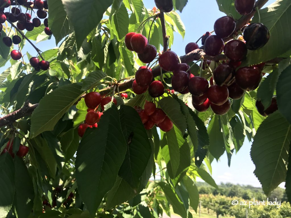 Pick Your Own Strawberries and Cherries