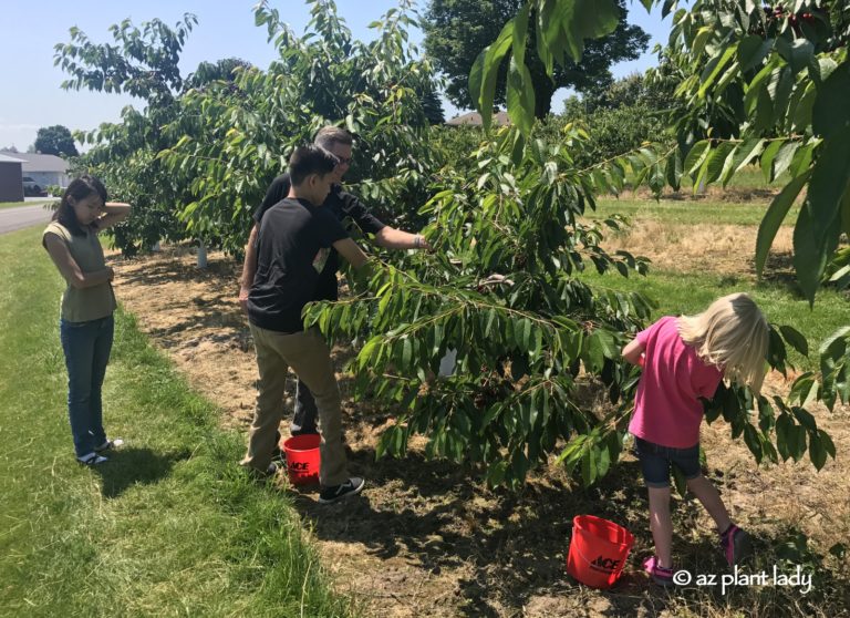 Summer Adventures Pick Your Own Strawberries and Cherries