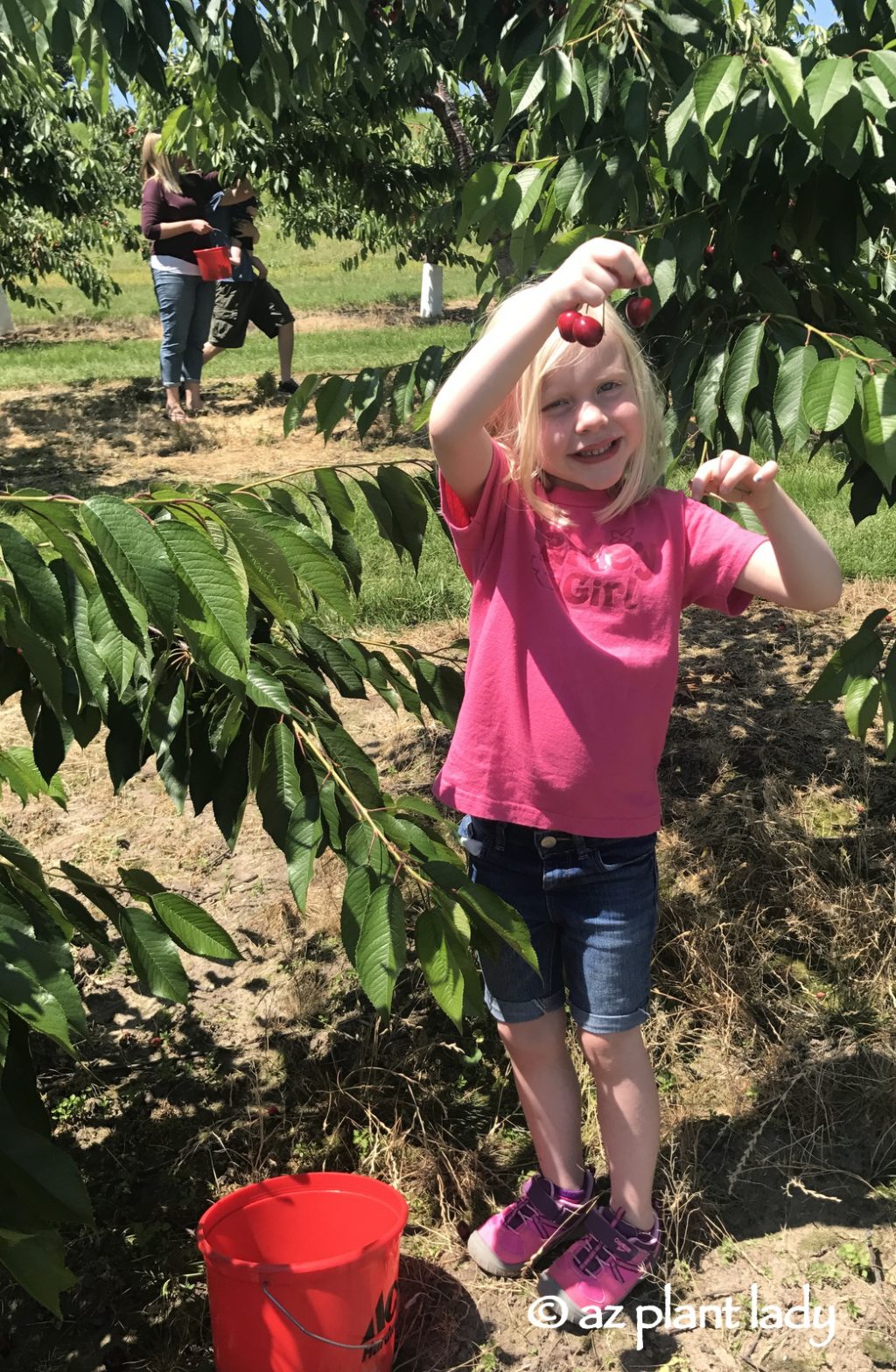 Pick Your Own Strawberries and Cherries