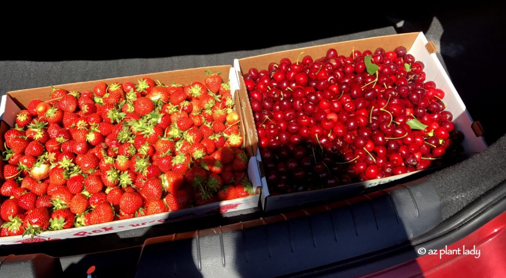 Pick Your Own Strawberries and Cherries