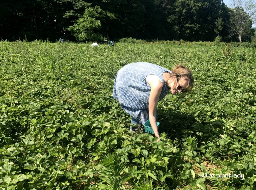 Pick Your Own Strawberries and Cherries