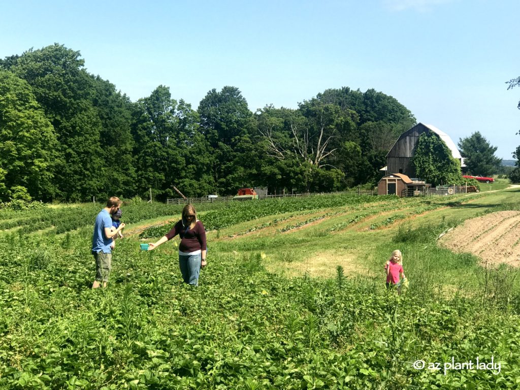 Pick Your Own Strawberries and Cherries