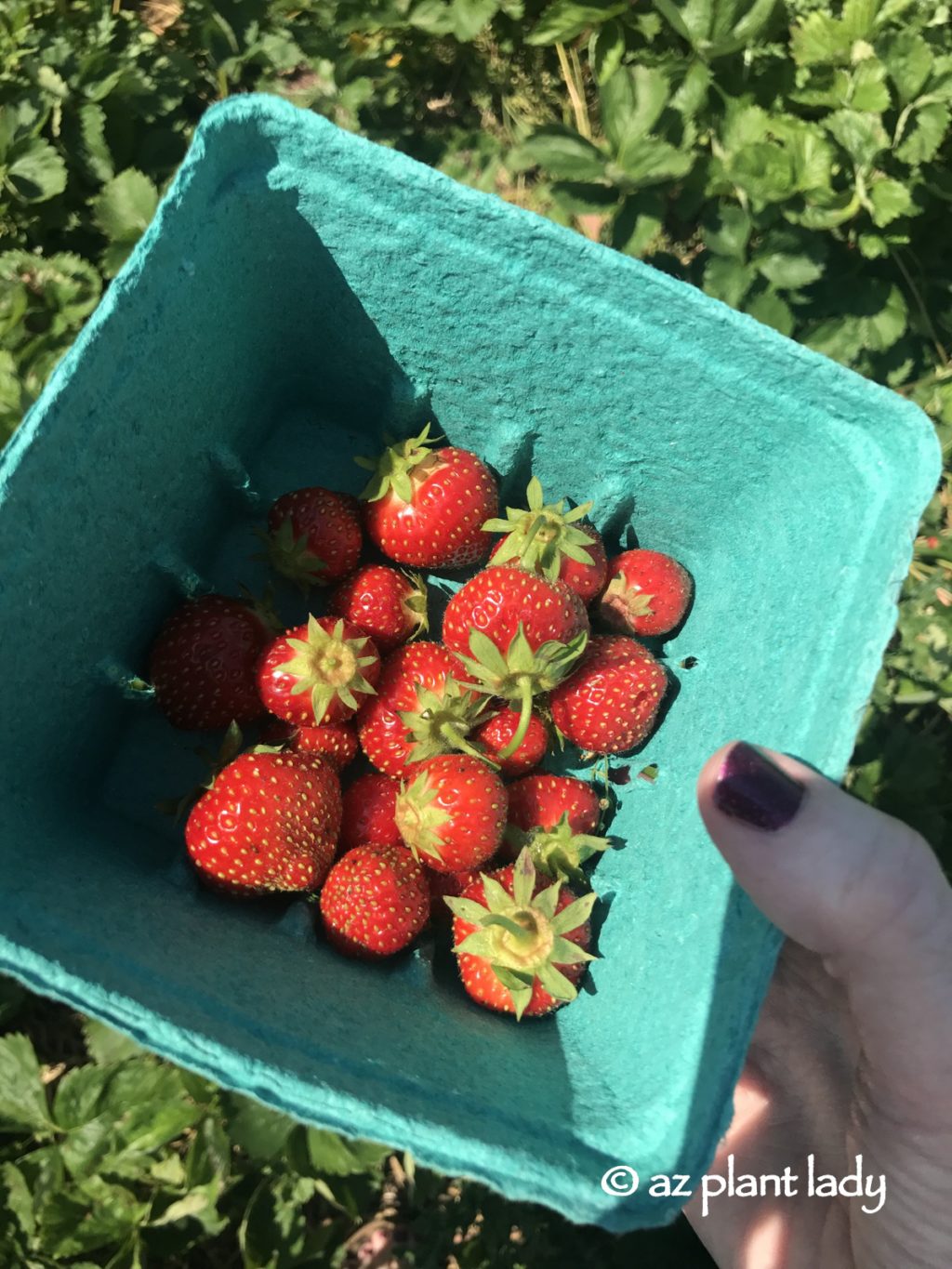 Pick Your Own Strawberries and Cherries