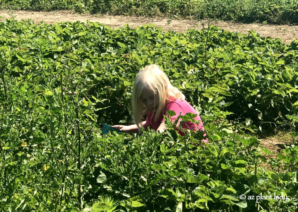 Pick Your Own Strawberries and Cherries