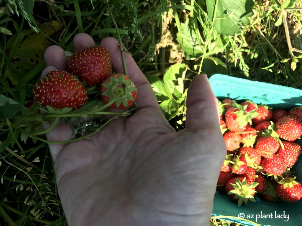 Pick Your Own Strawberries and Cherries