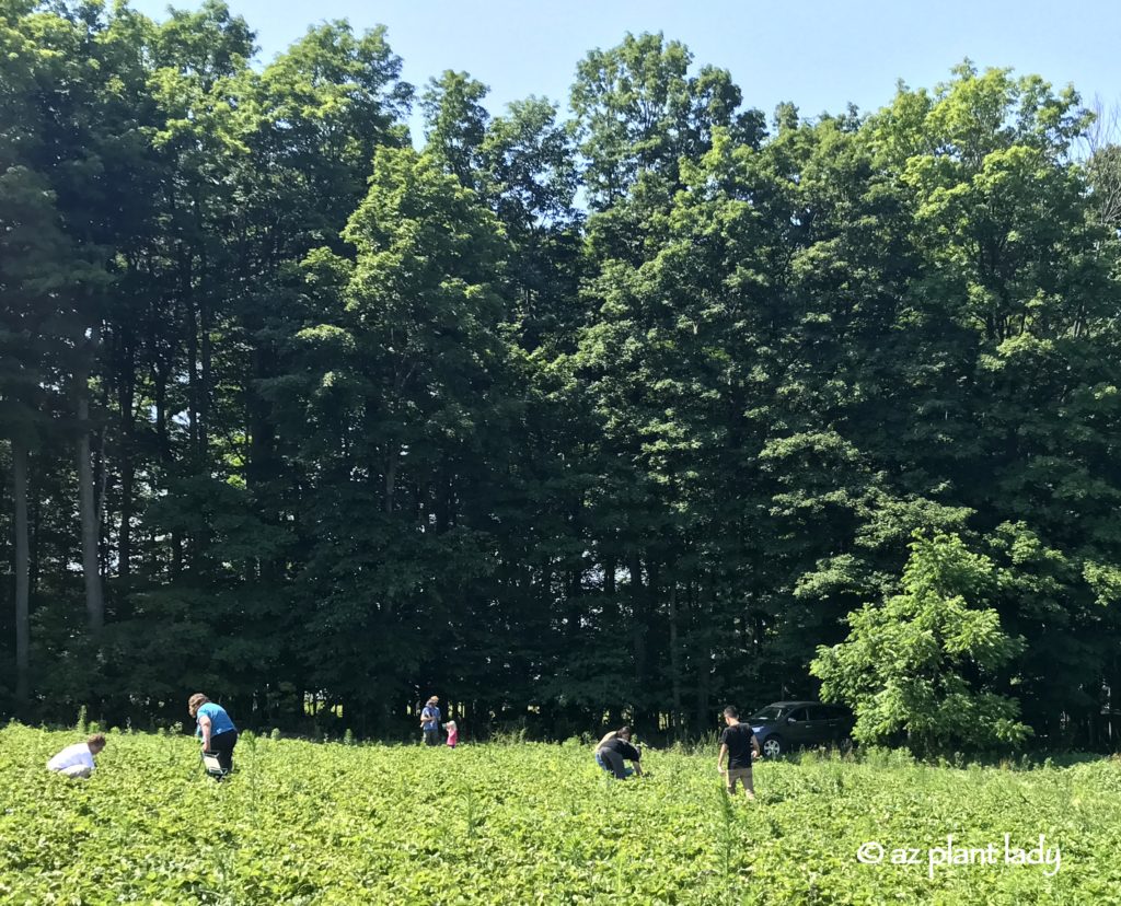 Pick Your Own Strawberries and Cherries