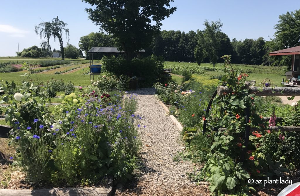 Pick Your Own Strawberries and Cherries