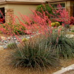 Red Yucca (Hesperaloe parviflora)