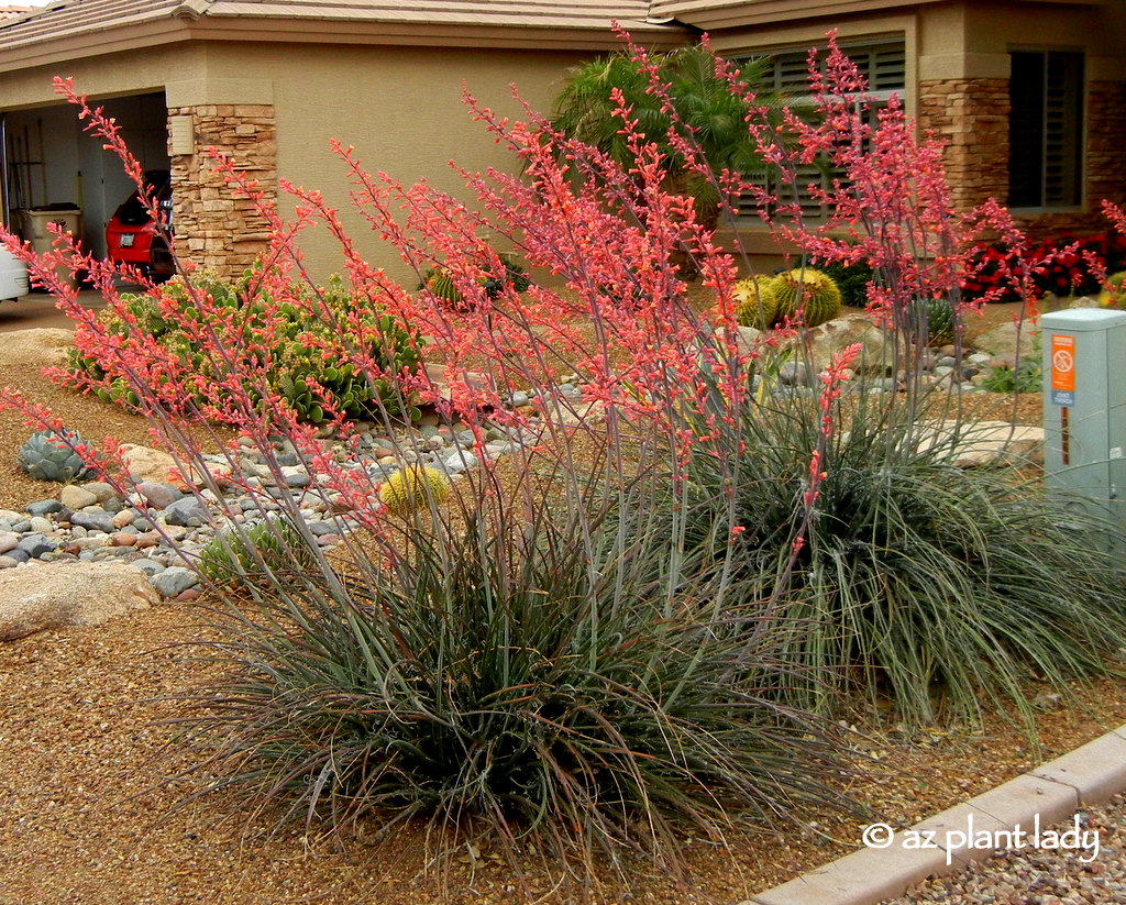 Red Yucca (Hesperaloe parviflora)