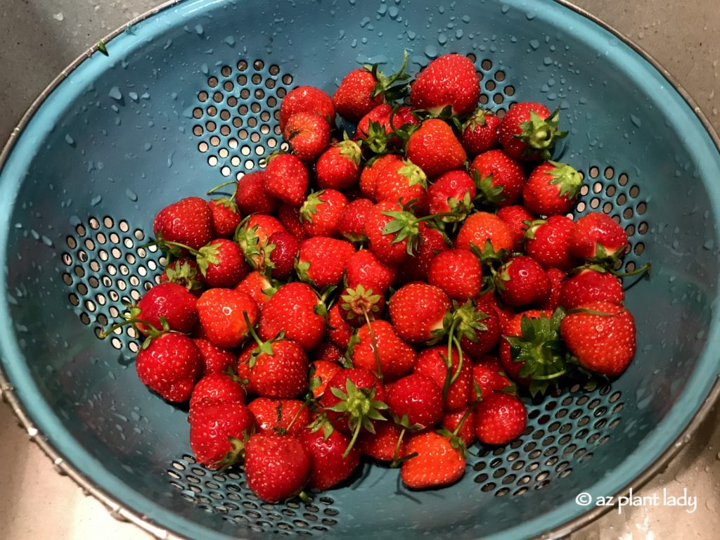 Pick Your Own Strawberries and Cherries