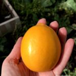 Meyer lemon