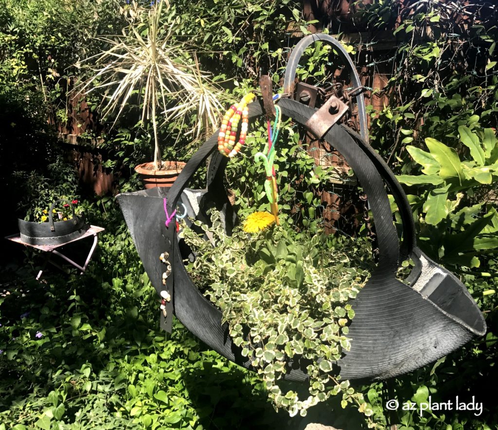 Innertube from an old tire converted into a planter at the Tucson Botanical Garden.