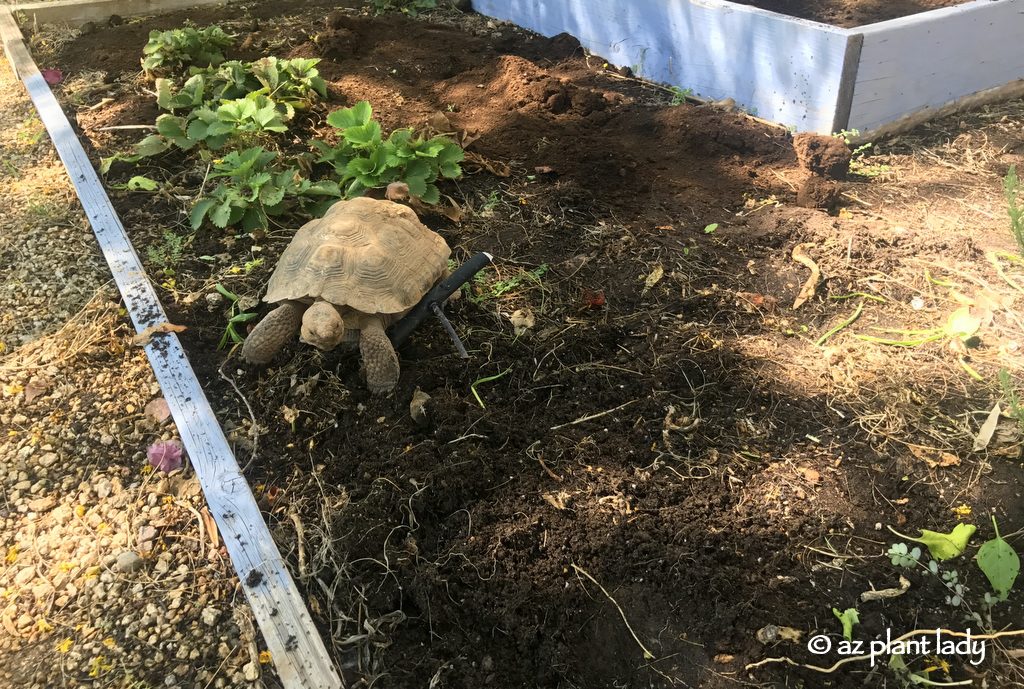 desert tortoise