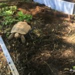 desert_tortoise_azplantlady_Aesop_vegetable_garden