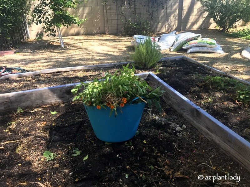 vegetable garden