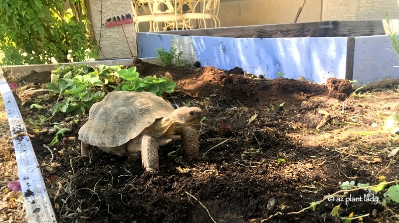 desert tortoise, Aesop