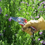 Gardening Tools: Old-Fashioned Hand Pruners