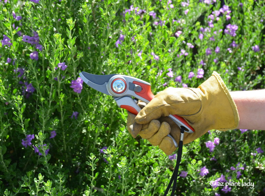 Gardening Tools: Old-Fashioned Hand Pruners