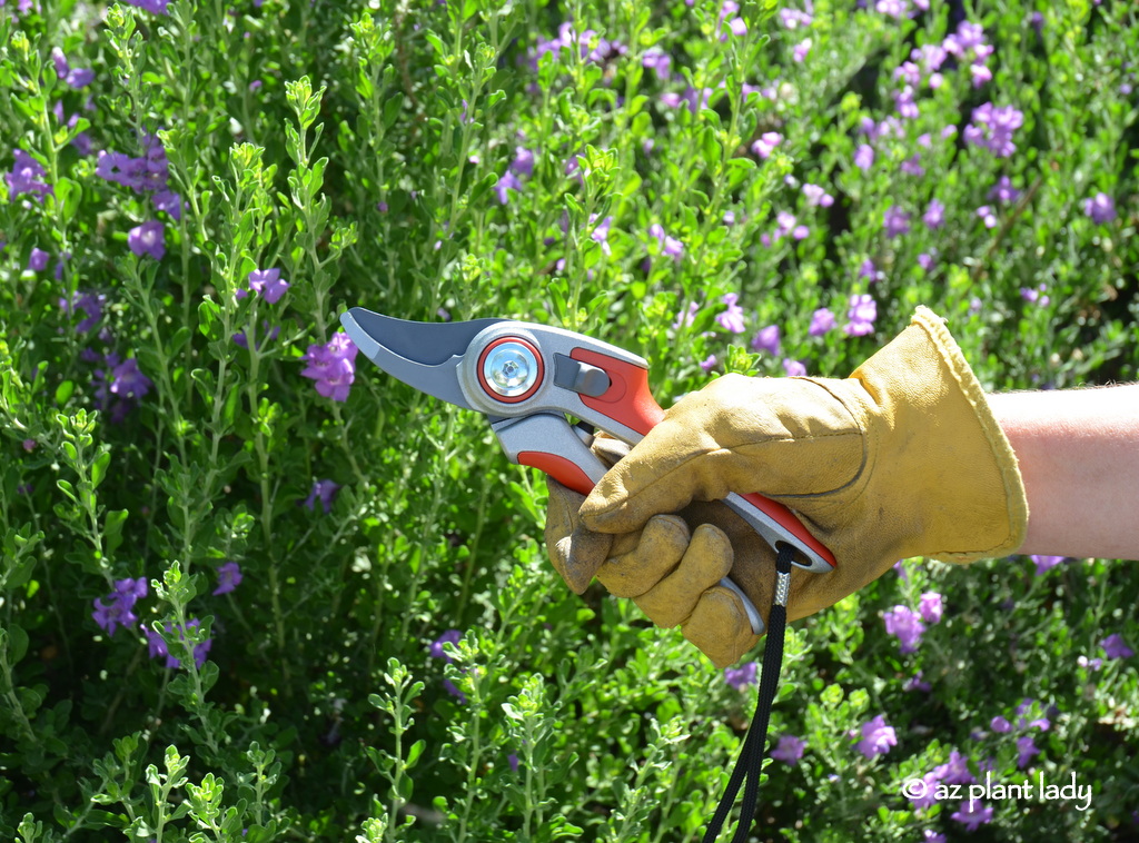 Gardening Tools: Old-Fashioned Hand Pruners