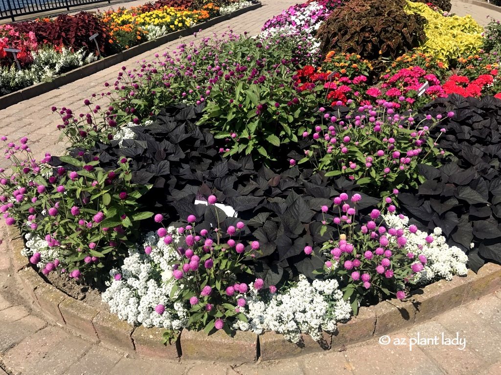 White alyssum, black sweet potato vine, and gomphrena , Buffalo New York