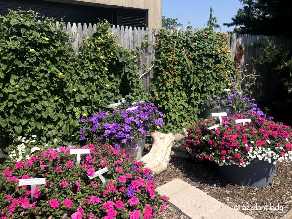 Black-eyed Susan vines , Buffalo New York