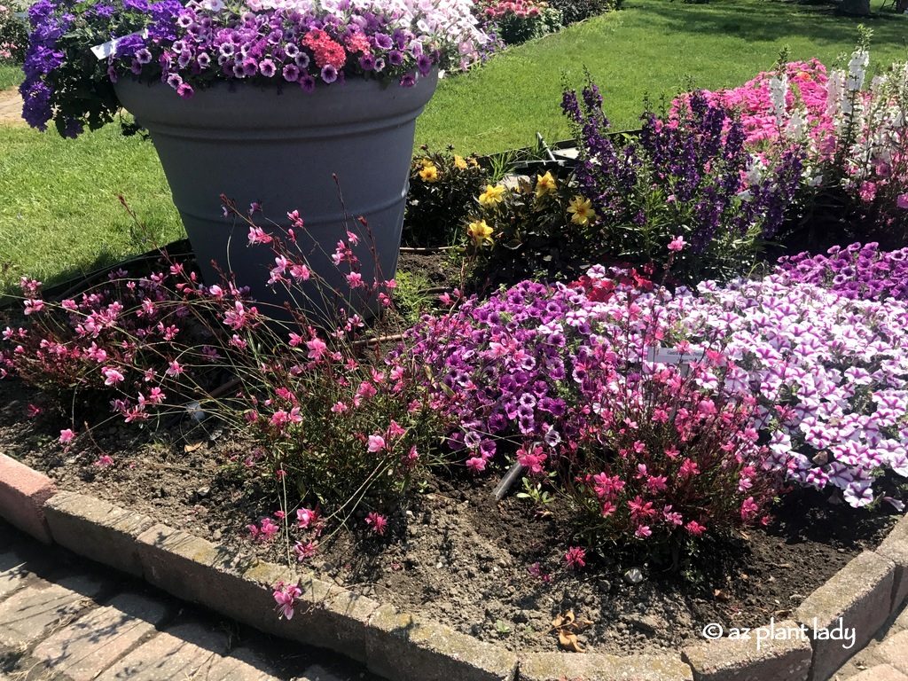 pink gaura ,Buffalo New York