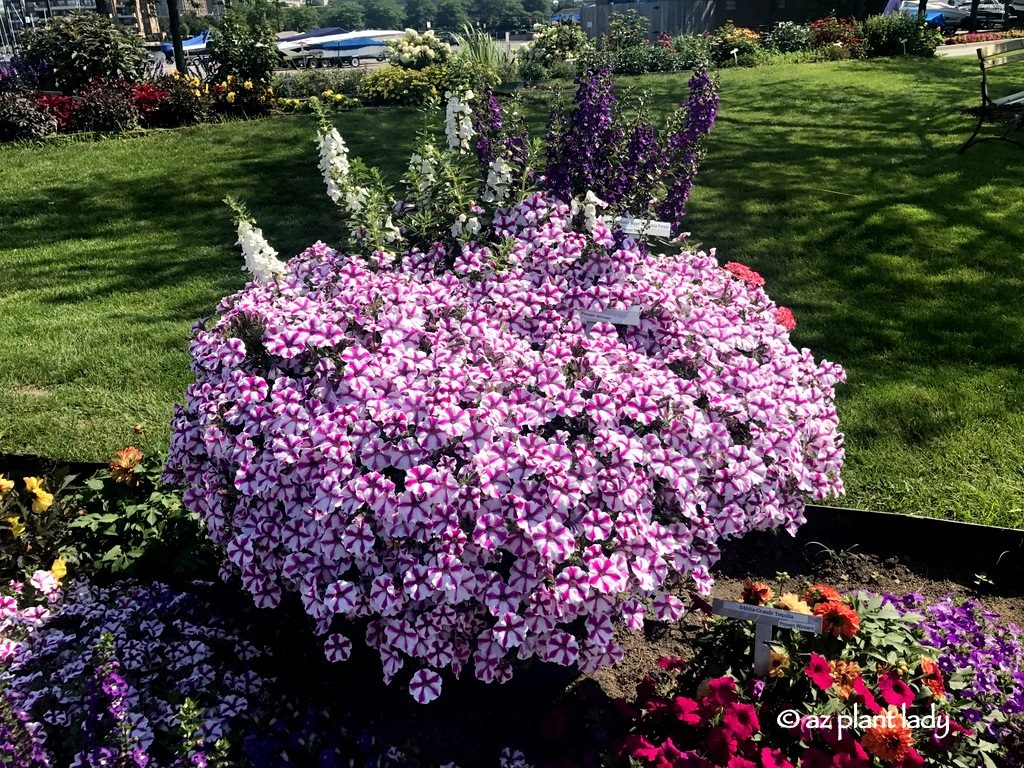 white and purple angelonia ,Buffalo New York