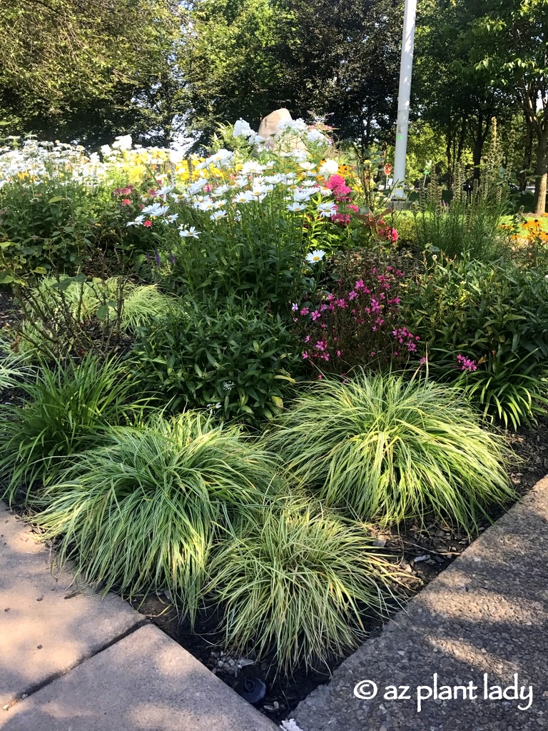 pink flowering gaura ,Buffalo New York