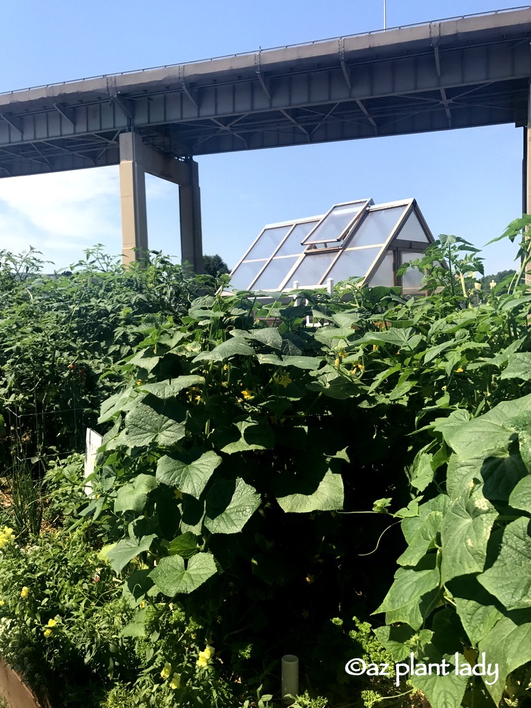 Buffalo Vegetable Garden Travel