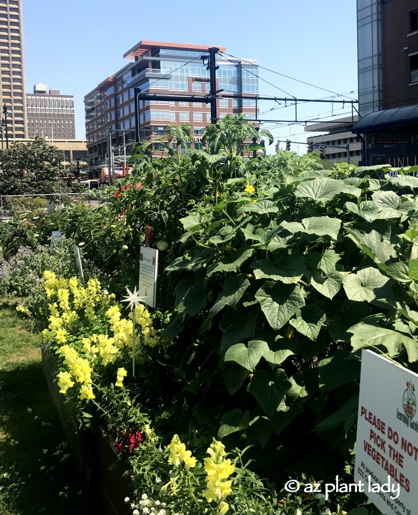 Buffalo Vegetable Garden Travel