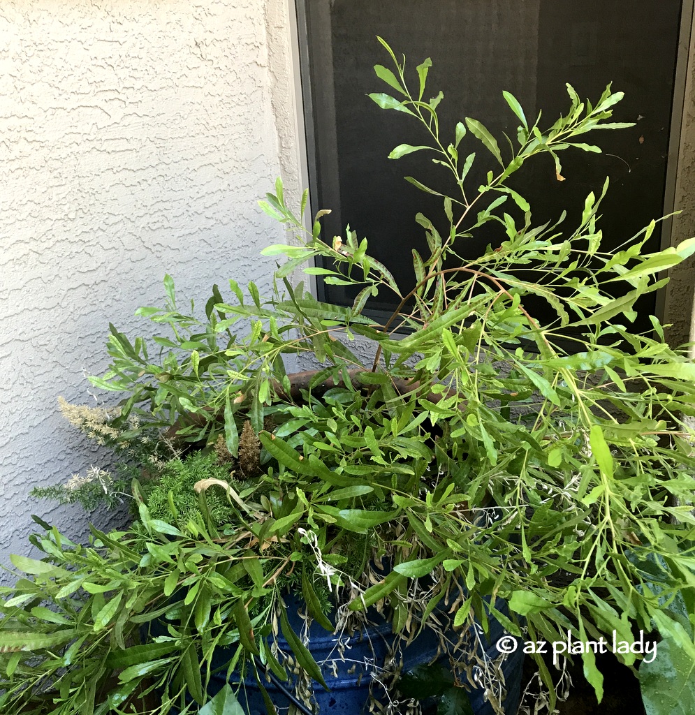 hop bush (Dodonaea viscosa), bush morning glory (Convolvulus cneorum), and foxtail asparagus fern (Protasparagus densiflorus 'Meyeri')
