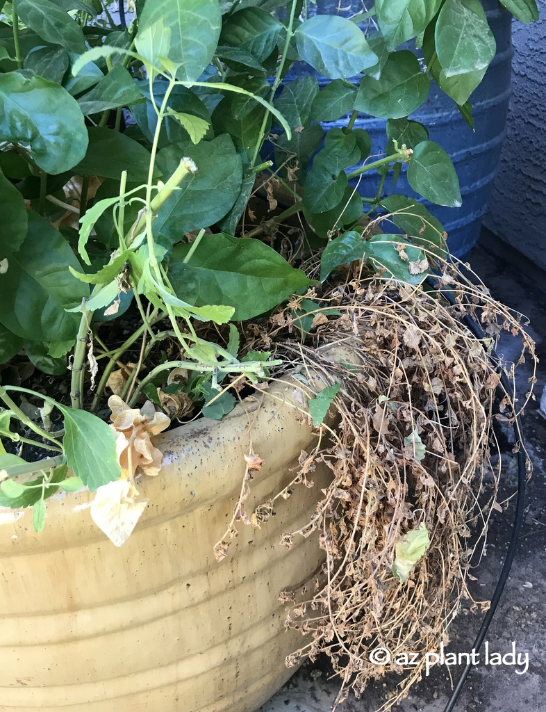 Overgrown Container Plants Pruning