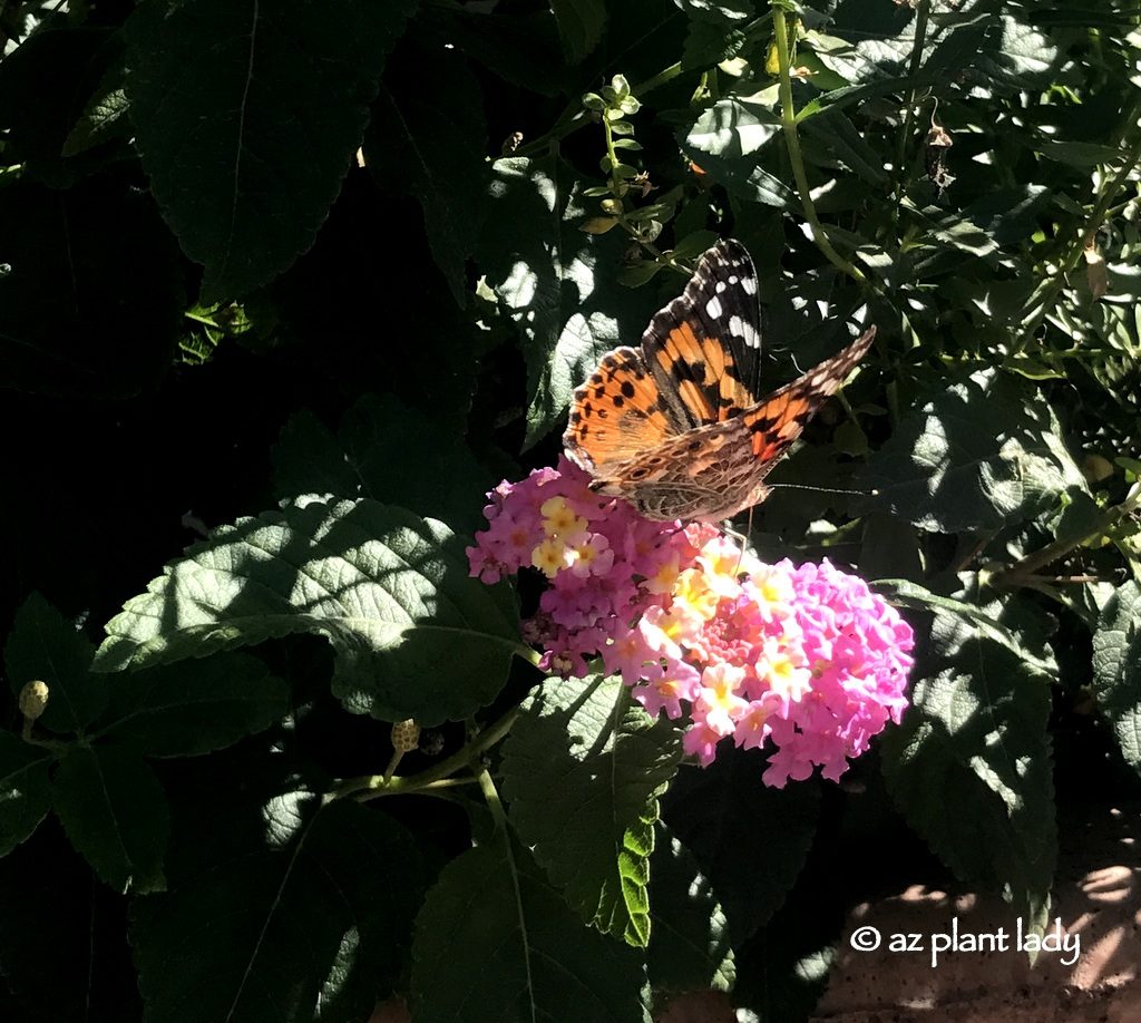 A 'Painted Lady' butterfly drinking nectar from a lantana.