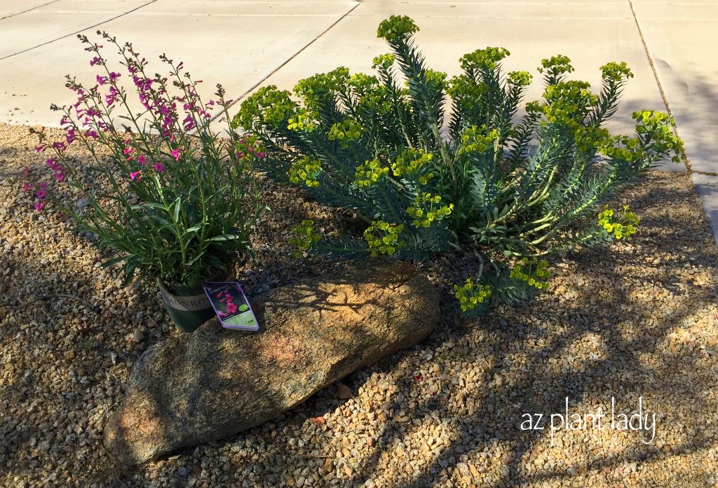 A new Parry's penstemon (Penstemon parryi) finds a home next to my gopher plant (Euphorbia biglandulosa).