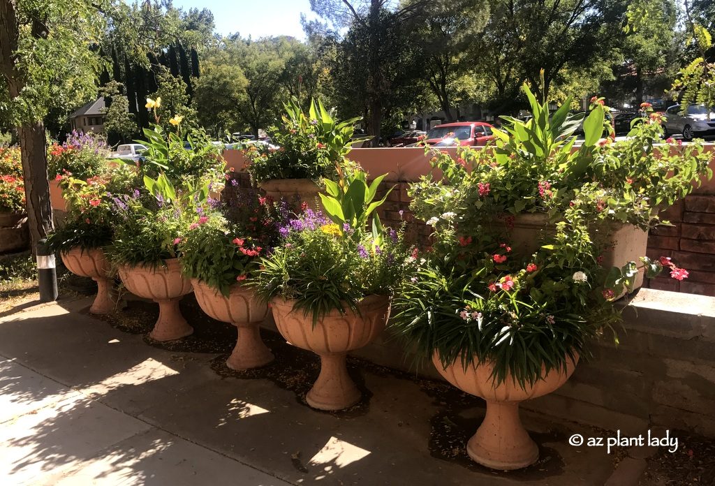 Sweet potato vine, lantana, 'Katie' ruellia, and salvia 