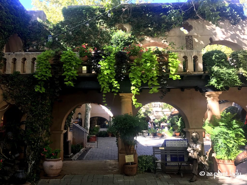  Planters filled with green and black sweet potato vines trail over the railing at Tlaquepaque with Mark Twan (Samuel Clemens) sitting underneath.