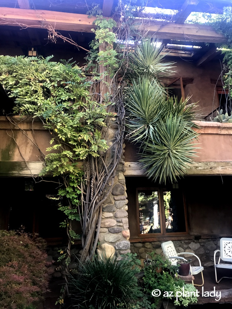 trumpet vine and yucca