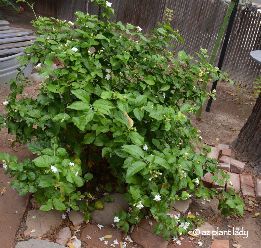 Overgrown Container Plants Pruning