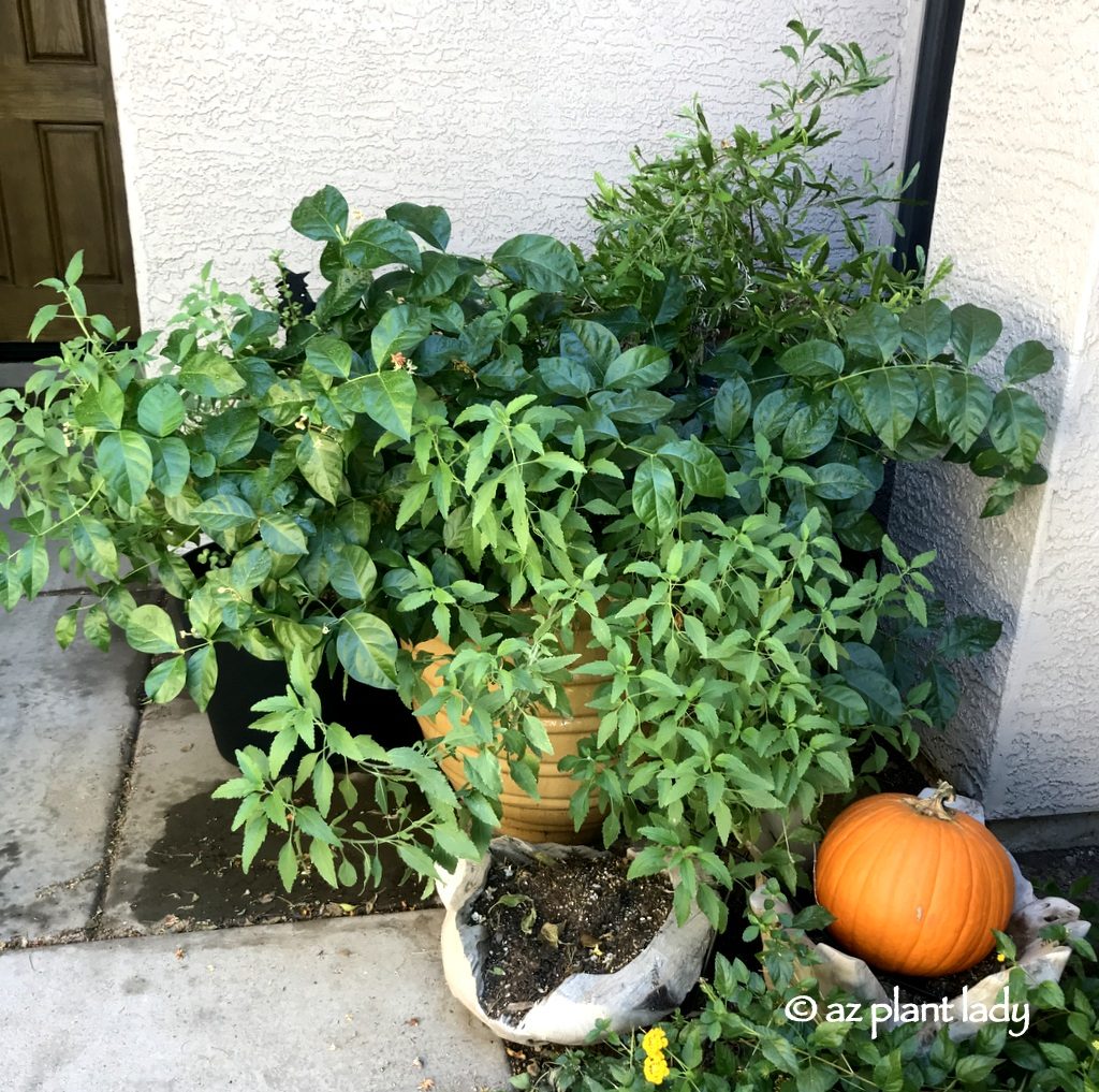 Overgrown Container Plants Pruning