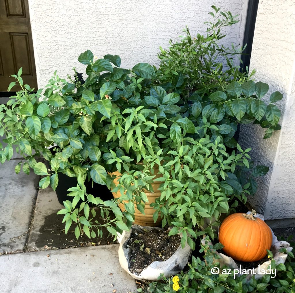 Smiling Plant Pot With Young Plant On The Fence Over Blurred