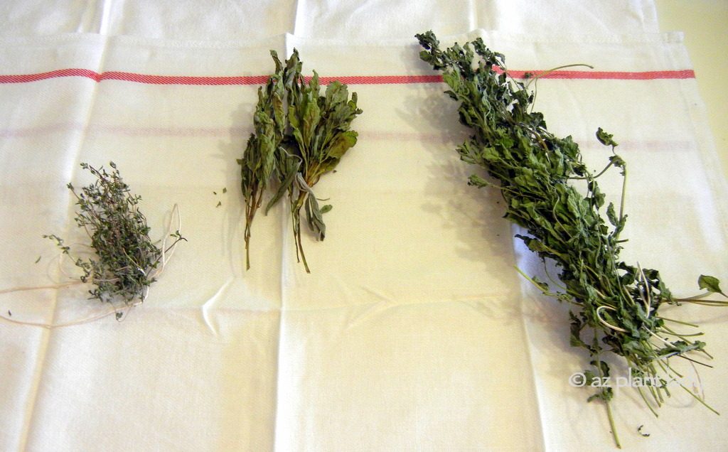preserving herbs 