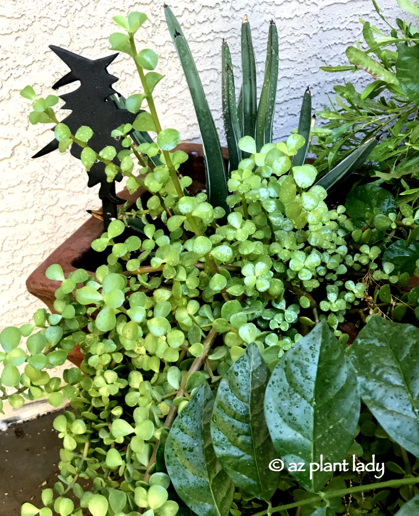 'King Ferdinand' agave (Agave ferdinandi-regis) and elephants food (Portulacaria afra).